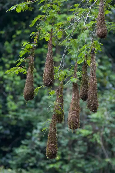 Oropendola bird nests hanging from trees