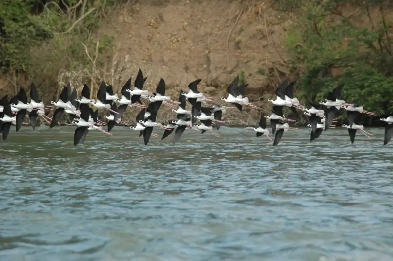Birds thriving in protected areas