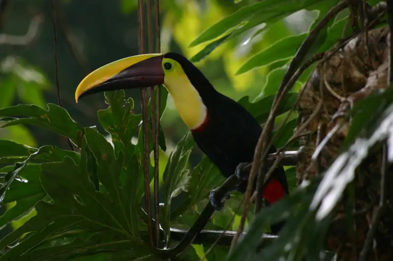 Chestnut-mandibled toucan in restored forest